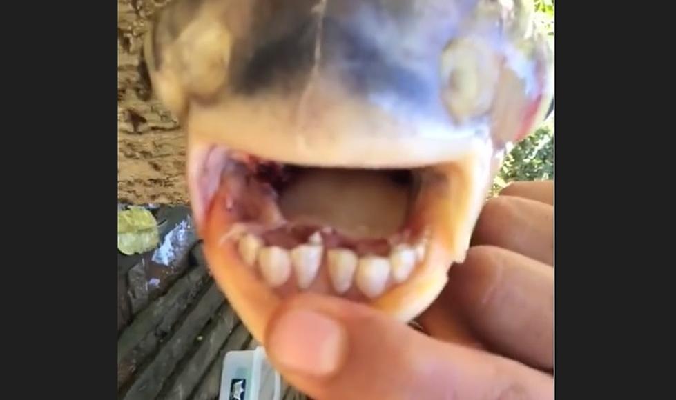 Michigan’s Ugliest Creature: The Fish with Human Teeth!