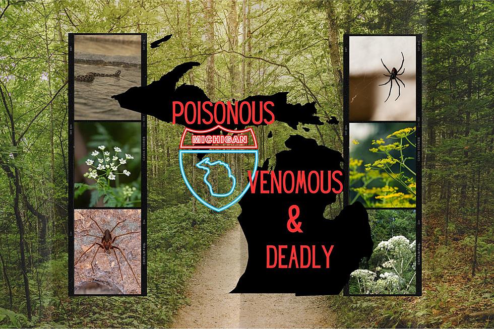 The Deadly 7: Michigan's Most Venomous and Poisonous Threats