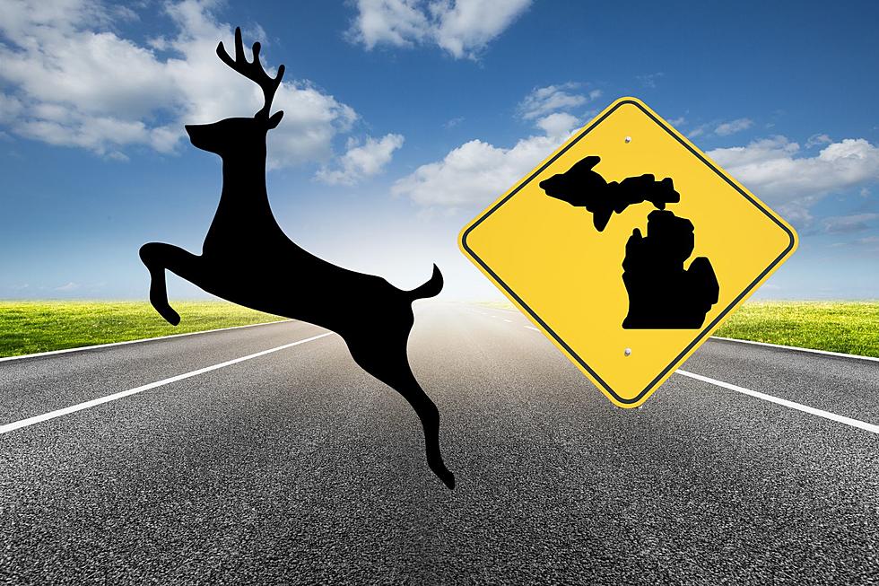 Michigan ISN'T Worst State for Animal Collisions, But It's Close