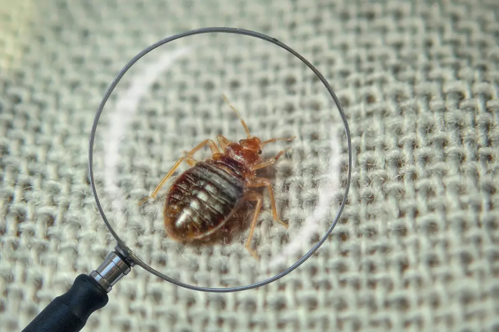 Michigan Cities Among Worst in the US for Bed Bug Infestations