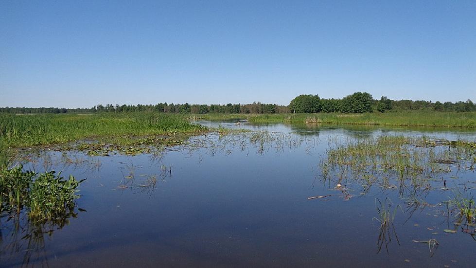 The Longest Swamp in Michigan 