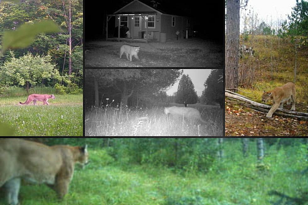 CONFIRMED COUGAR SIGHTINGS: 43 Photos of Michigan's Apex Predator
