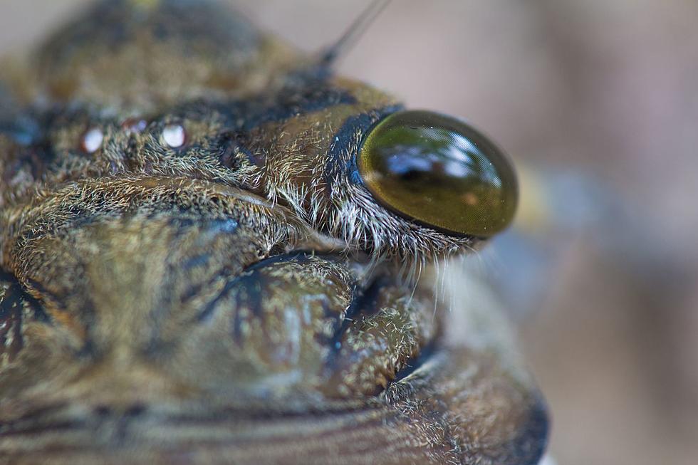 Cicada-pocalypse Michigan: Double Brood to Hatch BILLIONS of Bugs