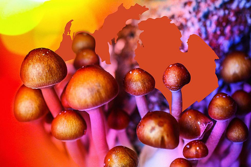 Magic Mushrooms in Michigan: 3 Cities You Can Buy Psychedelics
