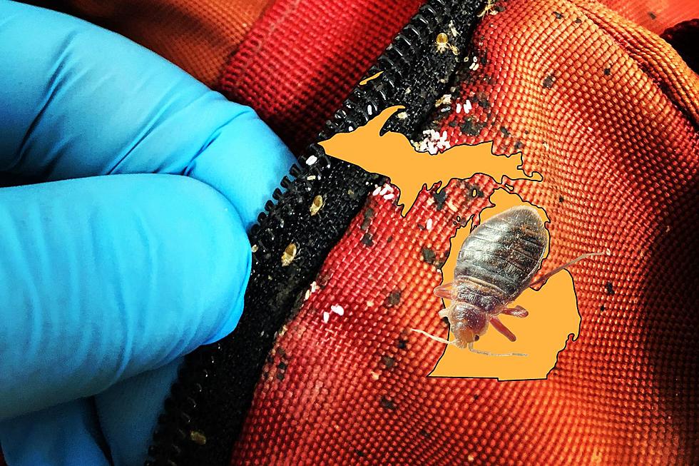 Michigan Travelers Beware: Orkin Reveals 50 Cities Crawling With Bed Bugs