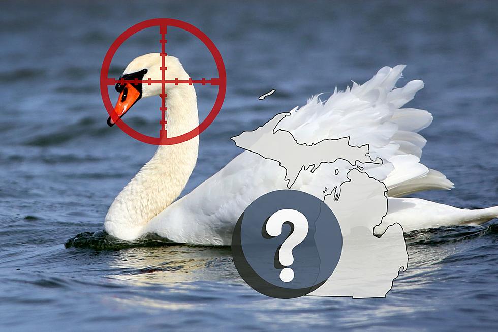 Michigan's Mute Swans: A Deadly and Dangerous Invasive Species