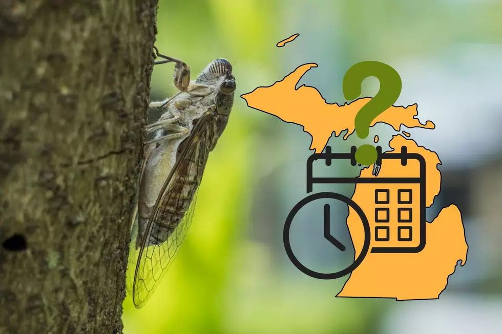 Hello, Cicadas? It's Us, Michigan - Thought You Were Stopping By?