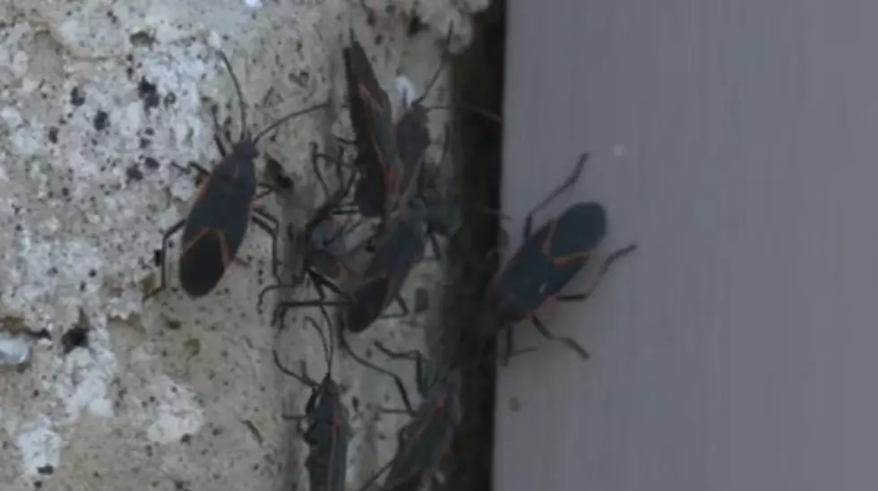 The Boxelder Bugs are Waiting to Invade You (Probably Already Have)