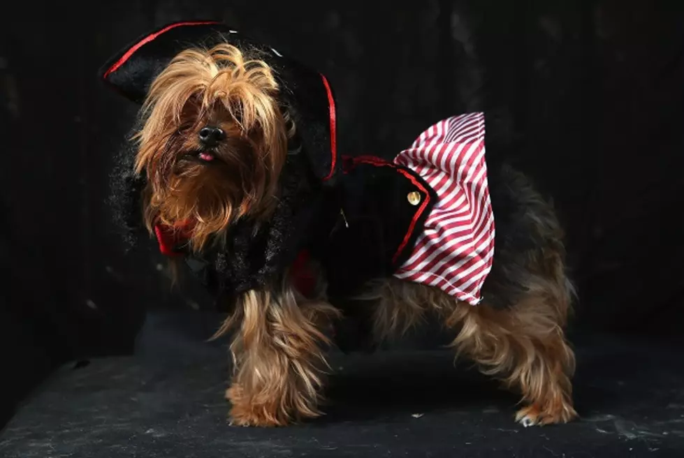 Detroit Radio Station Promotes Giveaway of Yorkie — It Doesn’t Go Well