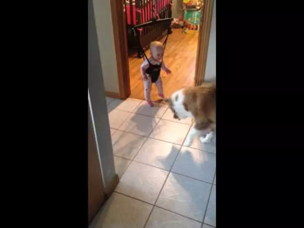 Dog Teaches Baby to Jump In Jolly Jumper [VIDEO]