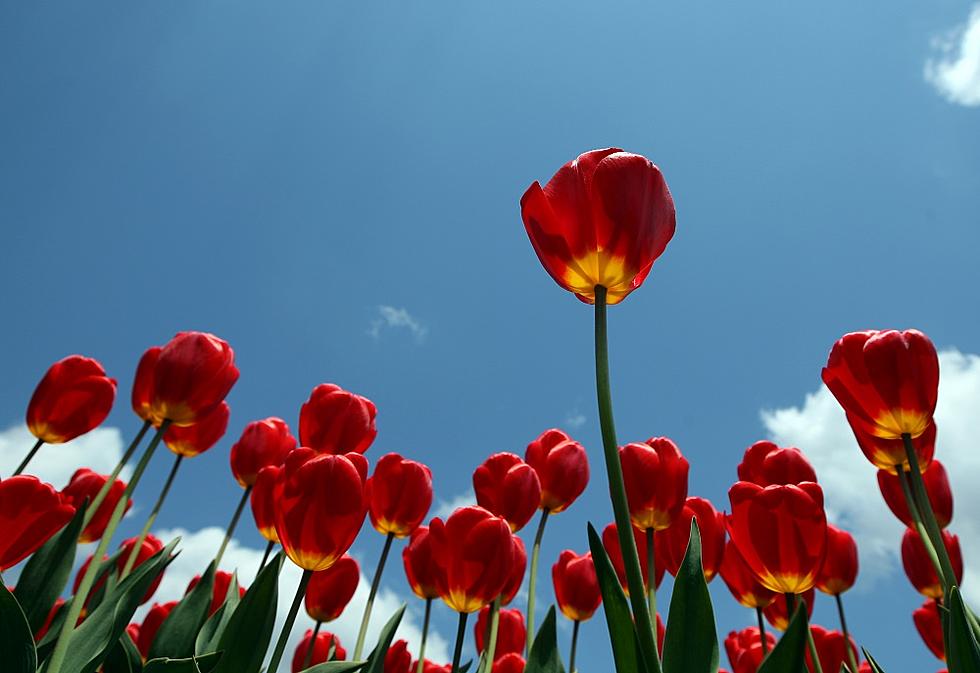 Holland Cancels Tulip Festival and Asks Tourists Not to Visit This Year