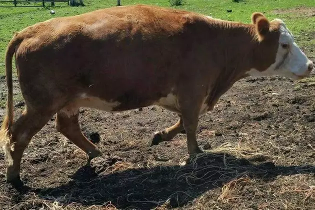 Day 7: Cow On The Run