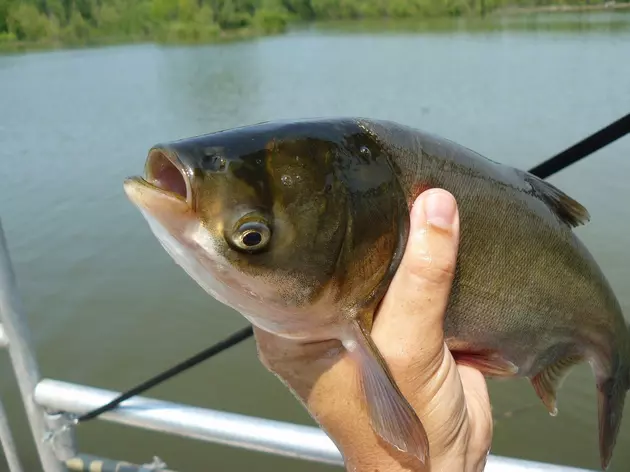 Michigan Offering Prize To Public On Fighting Dangerous Fish