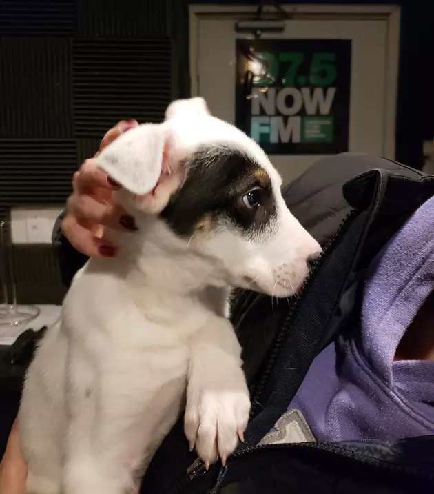 Adopt Shane from the Capital Area Humane Society