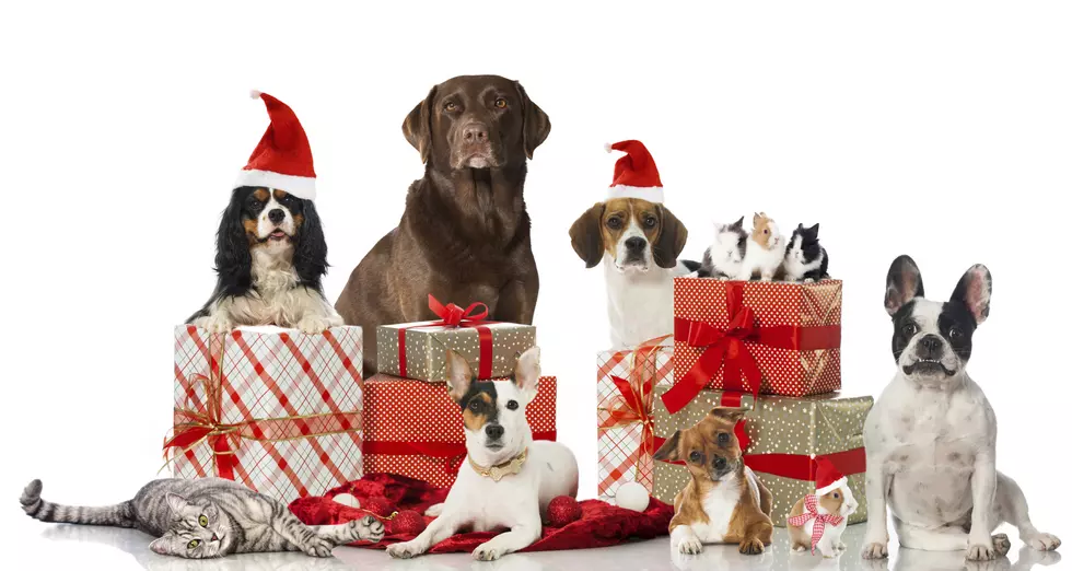 Topic: Do You Buy a Holiday Gift For Your Pets?
