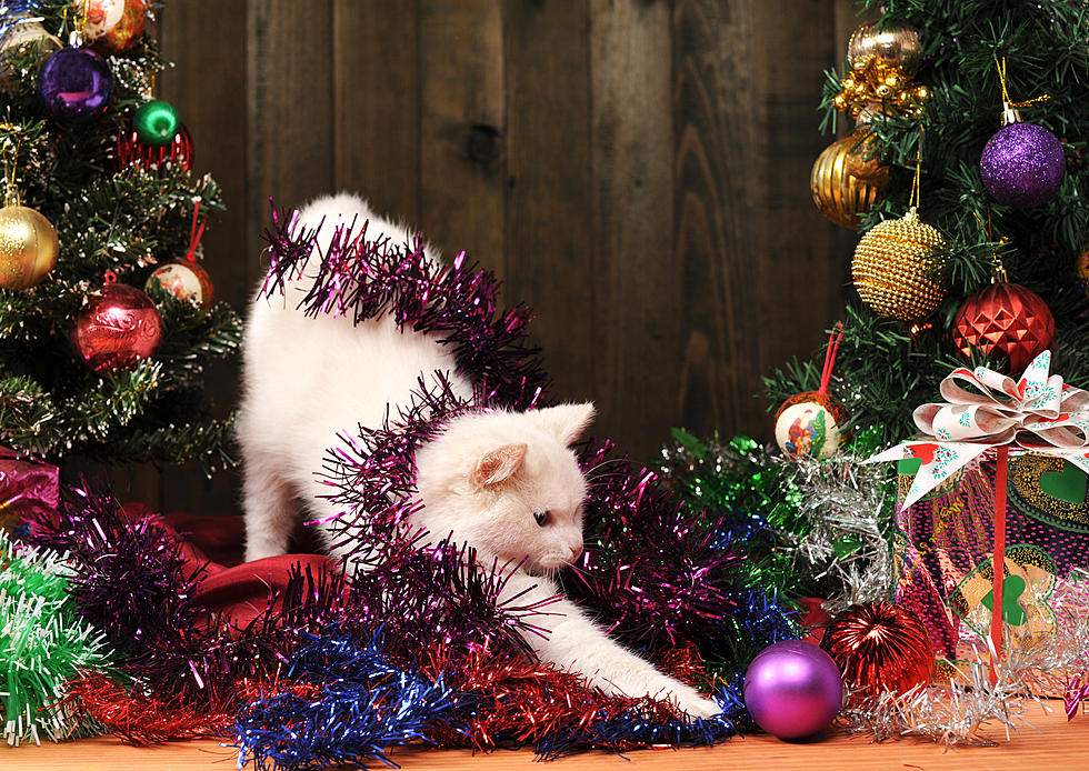 Why Do Cats Love Christmas Trees?