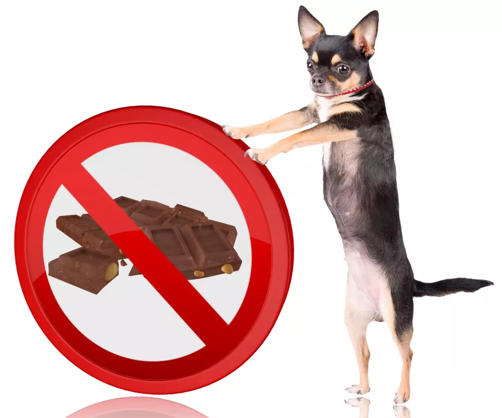 Warning: Don’t Let Your Pet Eat Christmas Candy