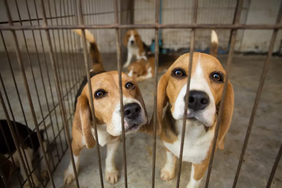 Pesticide Testing On Beagles In SW Michigan? Not Anymore.