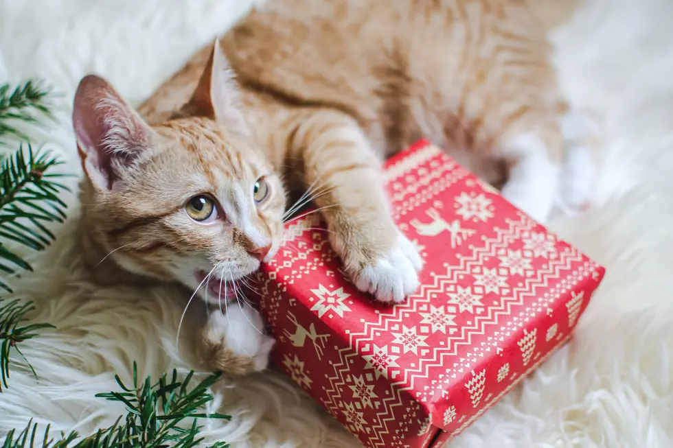 Distracting Your Cat This Holiday Season