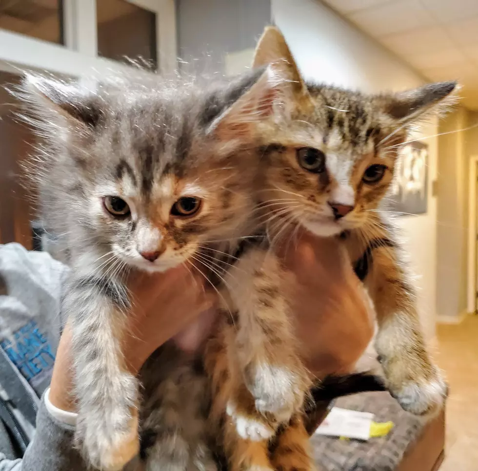 Fur Baby Friday - Meet/Adopt Kiwi & Papaya (Kittens)