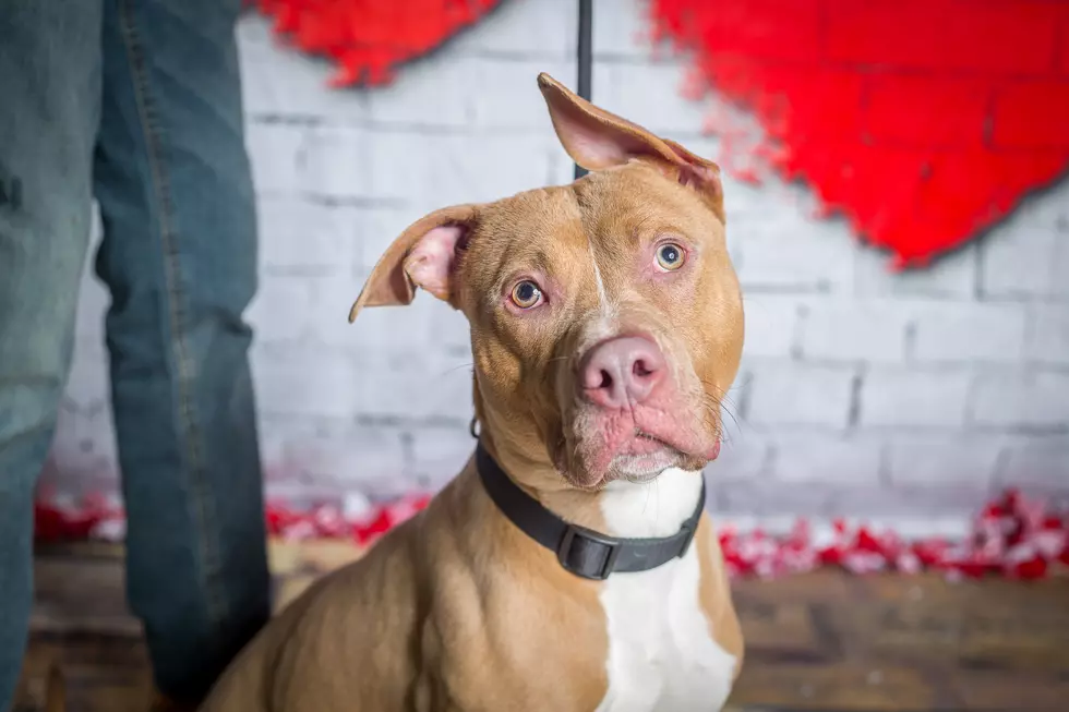 ICACS 2-Day Adopt-A-Bull Pet Special for Valentine's