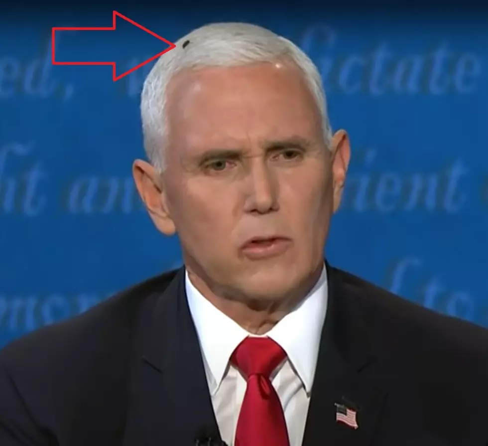 VP Debate: When THE FLY Is The Elephant In The Room
