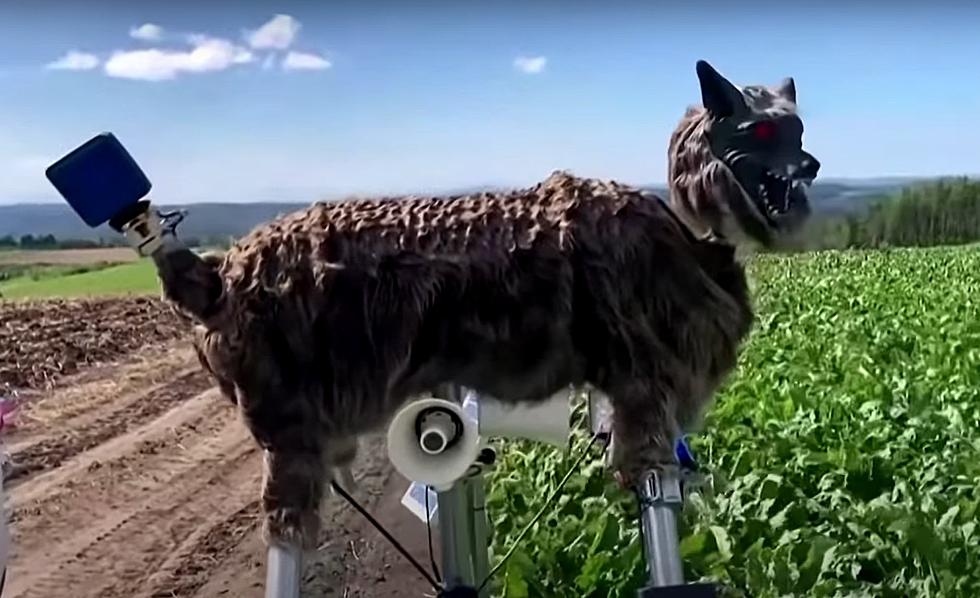 They’re Using Robot Wolves In Japan To Scare Off Bears