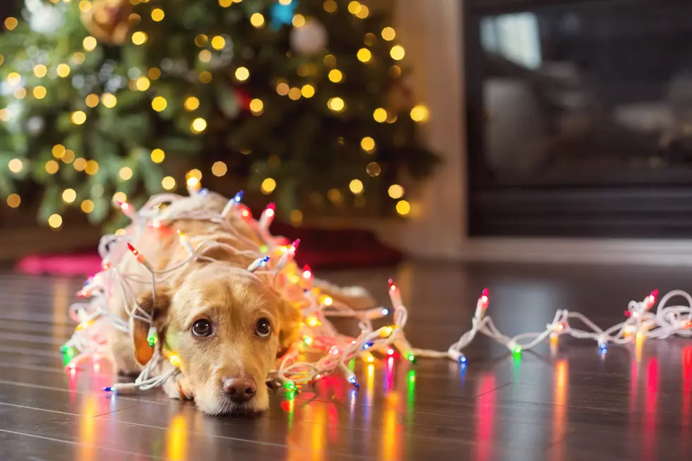 Reduced Fee Pet Adoption For Christmas w/ICACS