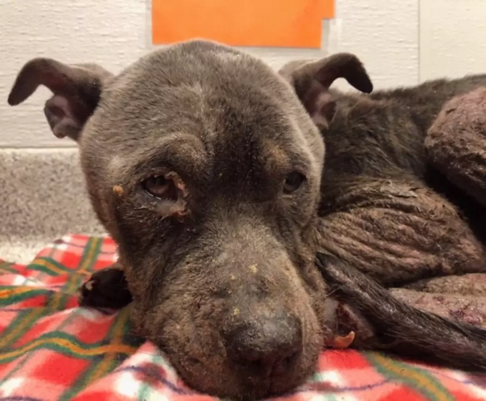 Help CAHS: Do You Know Who Abandoned & Hurt This Dog? (UPDATED)