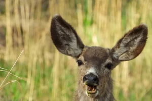 Is It Just Me Or Have You Had Deer In Michigan Gasp At You Too?