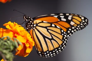 Why Are Monarch Butterflies Disappearing Here in Mid-Michigan?