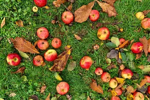 Michigan Apples: Could Cold Spring Be Bad News for Autumn Apples?