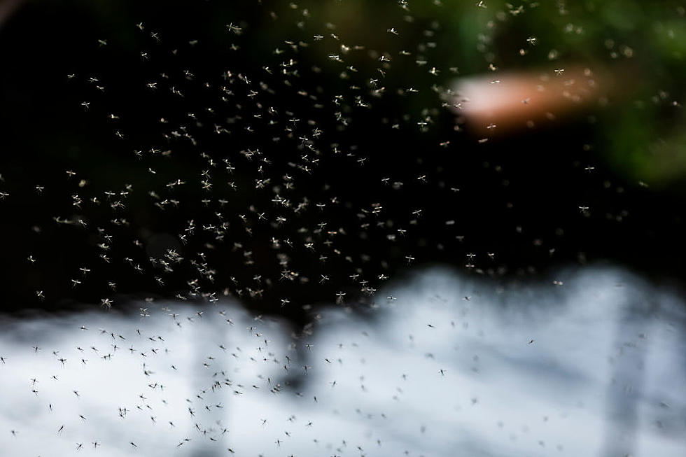 It’s Fall Right? What’s Up With All The Gnats In Mid-Michigan?