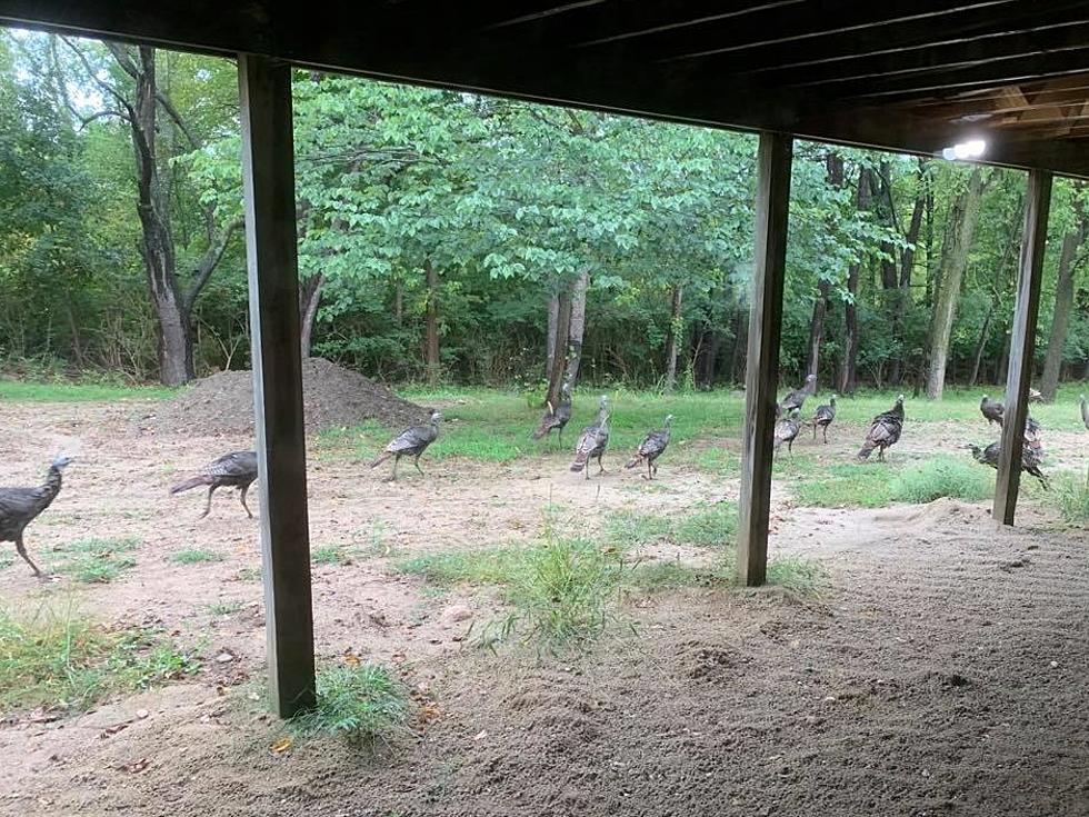 An Open Letter to Michigan Turkey Hunters: Is This Normal?