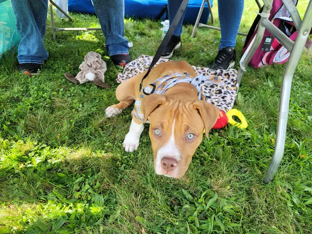 See Cute Puppies From the CAHS Walk For The Animals