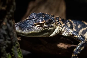 Move Over &#8220;Baby Shark&#8221;, This Michigan Baby Alligator is Taking Over