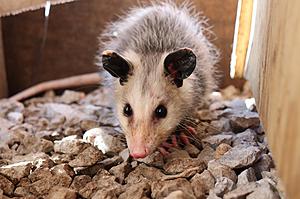 A Nuisance or Just Looking For Warmth? Be Kind to Michigan Opossums