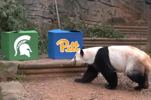 Adorable Zoo Atlanta Panda Picks Michigan State Over Pittsburgh In Chick-Fil-A Peach Bowl