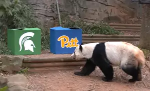 Adorable Zoo Atlanta Panda Picks Michigan State Over Pittsburgh In Chick-Fil-A Peach Bowl