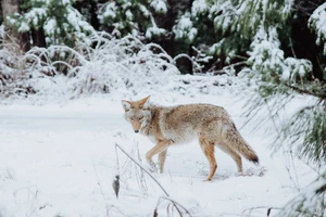 Michigan Backyard Discoveries: Welcome to Coyote Breeding Season
