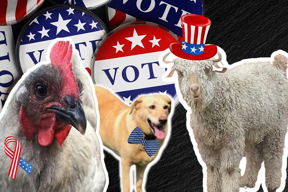 Michigan’s Animal Mayors And How They Were Elected