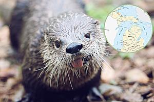 You Otter Know: All About Michigan&#8217;s River Otters and Where to Find Them