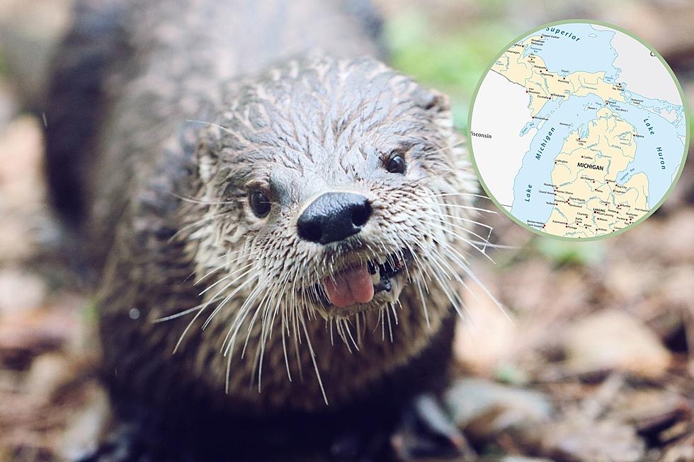 You Otter Know: All About Michigan’s River Otters and Where to Find Them