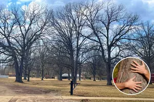 How Are These Old Trees Causing Controversy In Jackson?