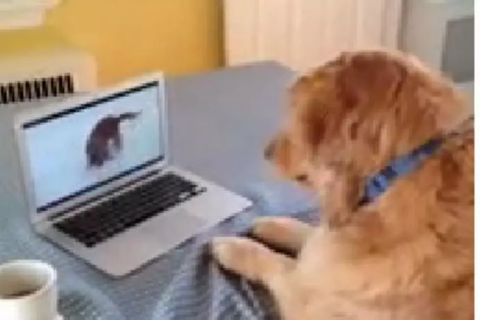 This Dog Was Having a Ruff Day Until She Got on the Internet