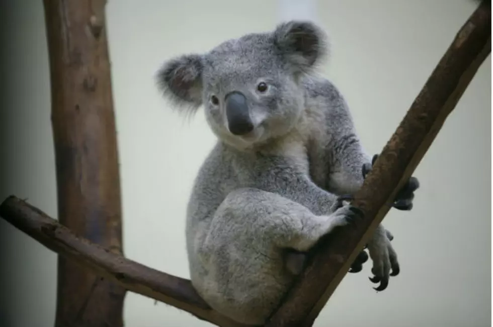 Did You Know the Koala Bear isn’t Really a Bear?