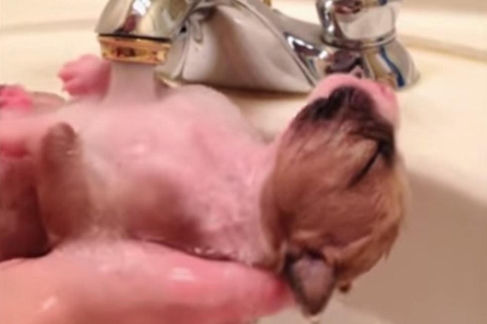 Puppy Bath is Cute Enough to Break the Internet