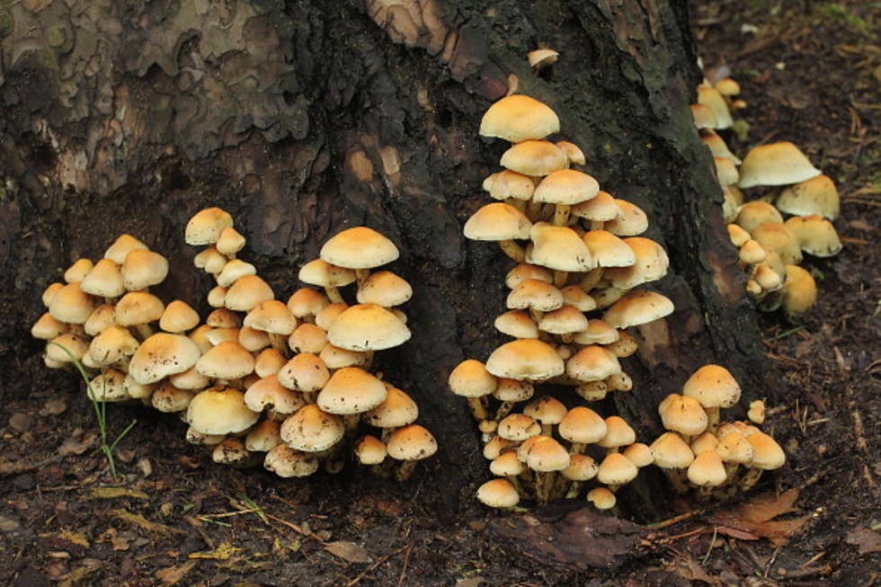 You Could Become a Mushroom Hunter!