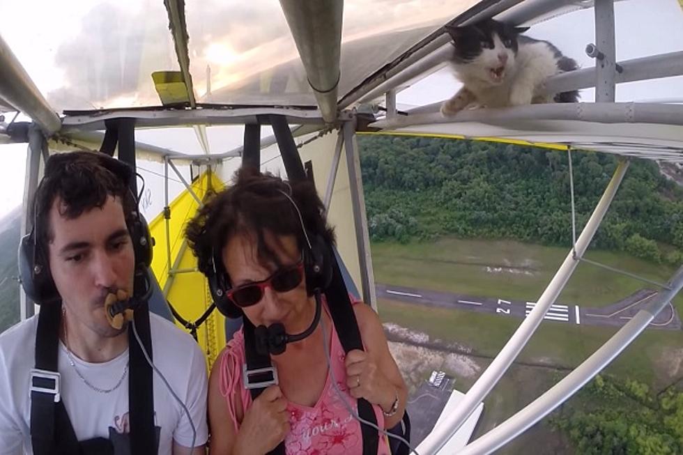 Unsuspecting Cat Gets a Hell of a Ride on an Ultralight