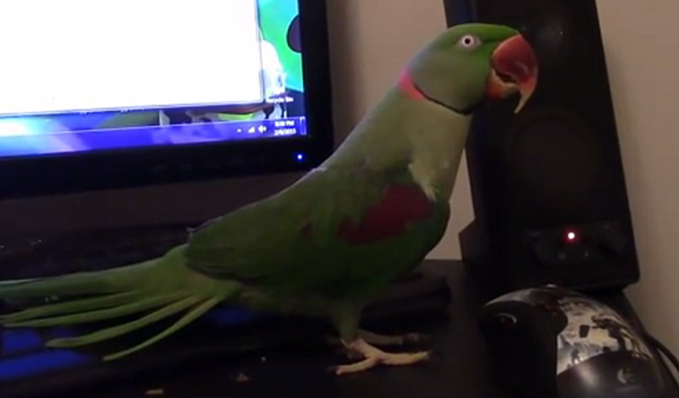 Man Cuts Off Ears to Look Like a Parrot. Seriously.